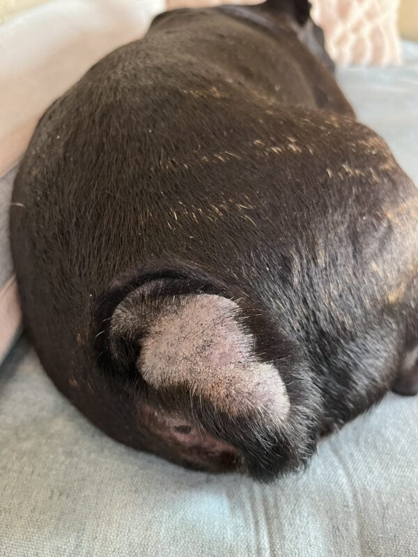 八朔