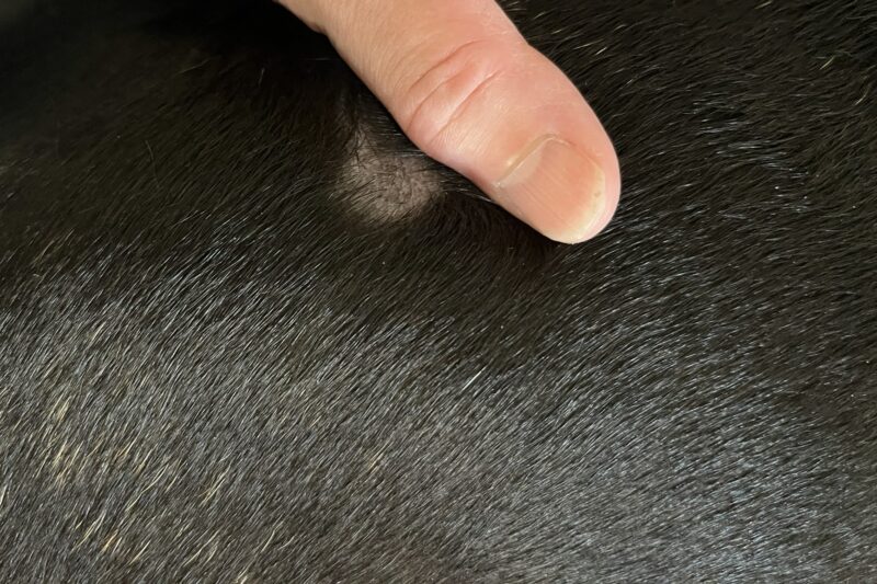 八朔