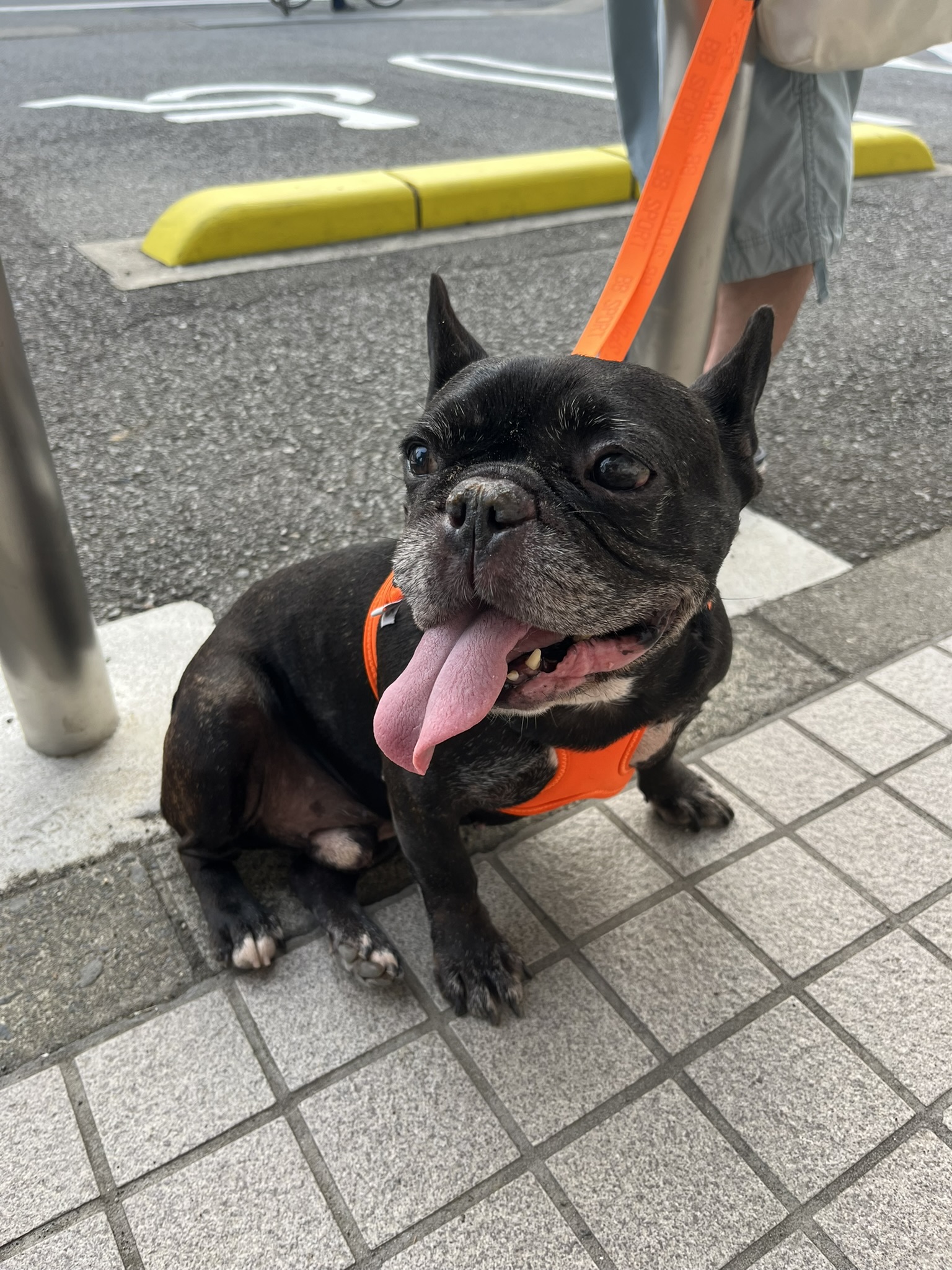 八朔