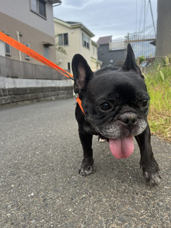 八朔