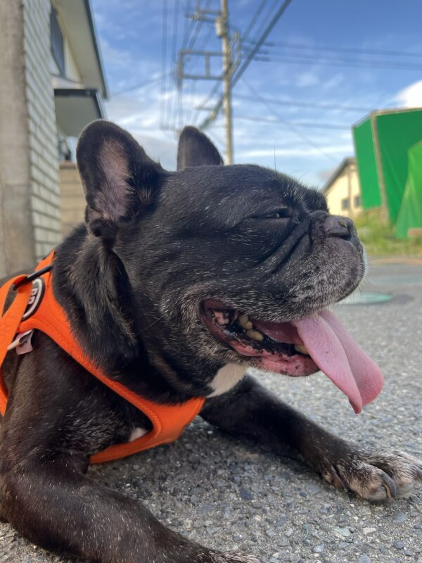 八朔
