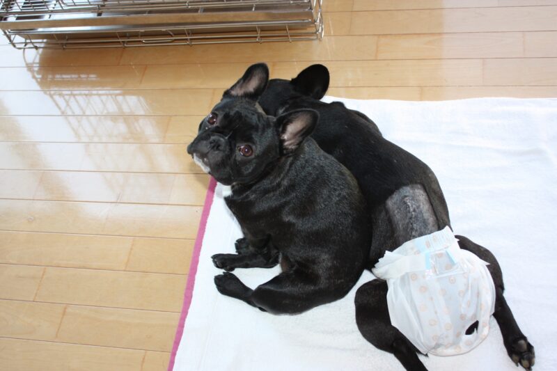 ひゅうよう