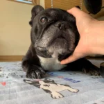 ようちゃんが夢にでてきました
すごく久しぶり

目が覚めて、ようちゃんに会えたってすごく嬉しかったです

夢の中で
話しかけると首を左右に傾けて
言葉を理解しようと一生懸命聞いてくれるようちゃん。

ようちゃん、どうしているのかな？

ずっと眠っている気がしていたけれど
そろそろ何かに生まれ変わっているかしら？

そんな風に思った朝でした。

#思い出ようちゃん