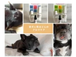1dayレッスン 飼い主さんと愛犬のアロマケア

季節の変わり目やお出かけシーズンになり
わんちゃんの「虫よけ」対策、気になりますね

市販の虫よけもありますが
「できるだけ自然なものを使いたい」
「わんちゃんの体にやさしいものを選びたい」

そんな想いをお持ちの飼い主さんに向けて
アロマ虫よけスプレーキットをご用意しています

アロマをわんちゃんとの生活に取り入れたいなと思っている方には
1dayレッスン・愛犬と飼主さんのアロマケアはいかがでしょう？

アロマ虫よけスプレー（蚊よけ・ダニよけの2種類）
ドッグアロマオイルを使ったリンパマッサージの方法
飼い主さんの手でケアすることで
わんちゃんとの信頼関係も深まります♪

ご希望の日時で、対面またはオンラインレッスンで学べます
詳細はリンクから内藤石けん教室HPをご覧ください
またはDMよりお問い合わせお待ちしています♪