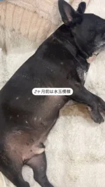 2ヶ月前は膿皮症で水玉模様だったはっちゃん。
セリシン美容液で発毛しました😊
おはげや湿疹を見つけては、ぬりぬりして食い止めています。

#セリシン液
#ホホバオイル
#最強アイテム
