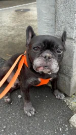 疲れたら休む
休んだら歩きだす
八朔さん、深いです

#人生の師匠
#フレンチブルドッグ
#frenchbulldog
#ドラクロアドッグランチ卒業犬
#保護犬を家族に
#ひゅうのいる生活