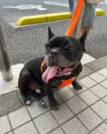 おさんぽ中にコンビニに寄りました。

とうちゃんと外で待っている八朔。
誰かに連れられている八朔を見ることはあまりないので新鮮。

かわいいフレブルがいる♡と脳が反応します。

普段は八朔の行きたい方に行き、思う存分クン活のお散歩ですが、とうちゃんとの散歩ではダメダメがいっぱいです。

途中でいじけました。

「お水はいらないです。あっちの匂いを嗅ぎたいです。」
いつもの休憩とは顔つきが違って、いじけ顔。

それでも家に帰ればとうちゃんの腹の上が好きな八朔です。
今のままの八朔で十分おりこうさんだと思っているので、お散歩ぐらい八朔の好きでいいんじゃない？
と思う私です。

#フレンチブルドッグ #frenchbulldog #ドラクロアドッグランチ卒業犬 #保護犬を家族に #ひゅうのいる生活 #フレンチブルドッグのいる生活 #フレブルのいる生活 #犬のいる暮らし #いぬすたぐらむ #いぬのきもち #散歩