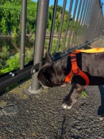 早朝5時30分でこの日差しって💦

#フレンチブルドッグ
#frenchbulldog
#ドラクロアドッグランチ卒業犬
#保護犬を家族に
#ひゅうのいる生活