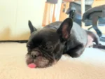 先日、9時から19時近くまでお留守番だった八朔。

出かける時はソファで寝ていて、帰ってきたときも同じくソファで寝てました。

トイレも使っていない、水も飲んでいない、ベッドも使った後がない。もちろんお出迎えもない。

まさか10時間そのまま寝ていた？

普段はお留守番がないので、ひとりを満喫し、私に邪魔されることなく思う存分熟睡できた！と思っているかも（笑）

目は開いてるけど、寝てます。

#フレンチブルドッグ
#frenchbulldog
#ドラクロアドッグランチ卒業犬
#保護犬を家族に
#ひゅうのいる生活