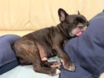 寝ているだけで
いるだけで
心をまあるくしてくれる🩷

#フレンチブルドッグ
#frenchbulldog
#ドラクロアドッグランチ卒業犬
#保護犬を家族に
#ひゅうのいる生活