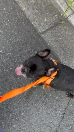 帰り道てくじけそうになったら、魔法の言葉をささやく😁

#ちゅーる 
#フレンチブルドッグ
#frenchbulldog
#ドラクロアドッグランチ卒業犬
#保護犬を家族に
#ひゅうのいる生活