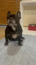 きょうも元気だ！ごはんがうまい！

#犬の手作りごはん
#八朔メシ
#フレンチブルドッグ
#frenchbulldog
#ドラクロアドッグランチ卒業犬
#保護犬を家族に
#ひゅうのいる生活