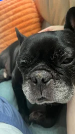 幸せだなぁ〜🩷って、感じる時間

#宝物 
#フレンチブルドッグ
#frenchbulldog
#ドラクロアドッグランチ卒業犬
#保護犬を家族に
#ひゅうのいる生活
