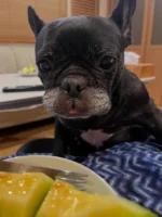 メロンにくぎづけの八朔くん。
お友達からはっちゃんも食べられるかな？といただきました。

みんなで美味しくいただきました♪
いつもありがとうございます😊

#フレンチブルドッグ
#frenchbulldog
#ドラクロアドッグランチ卒業犬
#保護犬を家族に
#ひゅうのいる生活
