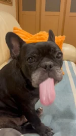 ちょっとだけよ🩷

#生クリーム 
#舌が長い 
#フレンチブルドッグ
#frenchbulldog
#ドラクロアドッグランチ卒業犬
#保護犬を家族に
#ひゅうのいる生活