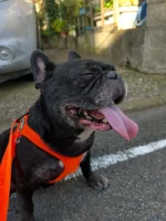 きょうも
がんばりました

#夏の散歩
#フレンチブルドッグ
#frenchbulldog
#ドラクロアドッグランチ卒業犬
#保護犬を家族に
#ひゅうのいる生活