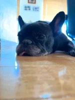 暴れていたらしい

#珍しいね
#フレンチブルドッグ
#frenchbulldog
#ドラクロアドッグランチ卒業犬
#保護犬を家族に
#ひゅうのいる生活