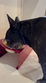 ごはんはゆっくりきれいに食べます。
こぼすと、こぼしたごはんを片付けてからお皿にもどる。
ゆっくり完食して、いつもお皿はピカピカ。
育ちのよさを感じる保護犬です。

#犬の手作りごはん
#八朔メシ
#フレンチブルドッグ
#frenchbulldog
#ドラクロアドッグランチ卒業犬
#保護犬を家族に
#ひゅうのいる生活