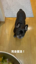きょうの八朔メシ

鴨肉、さつまいも、かぼちゃ
キャベツ、オクラ、白米

食欲、元気、いつものはっちゃん復活！
明日はさんぽ行けるかな？

#犬の手作りごはん
#八朔メシ
#フレンチブルドッグ
#frenchbulldog
#ドラクロアドッグランチ卒業犬
#保護犬を家族に
#ひゅうのいる生活