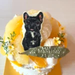 ことしも@order_made_sweets_merriy さんに可愛いバースデーケーキを作っていただきました♪
来年も再来年もずっとずっとお願いできるように、はっちゃん元気でいてね✨