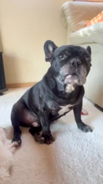 バランスを崩してびっくりする犬

八朔的には
また撮ってる💦
いやだな、いやだな、落ち着け自分
カキカキカキ
ほらぁ、、、かあちゃんか撮ってるからコケちゃったよ💦

みたいな！？