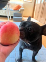 八朔の顔ぐらいのおっきな桃
甘くて美味しいね😋

#フレンチブルドッグ
#frenchbulldog
#ドラクロアドッグランチ卒業犬
#保護犬を家族に